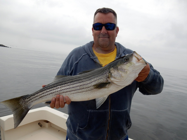 Merrimack River Striped Bass caught by Joe Power